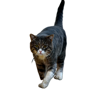 A Gray Tabby Cat Walking On A Path Outdoors In A Focused Pose, Captured In Detail. 15291 - Cat PNG image with transparent background